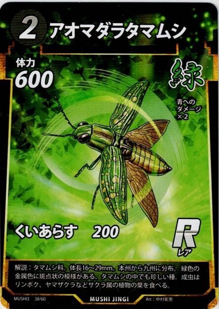 MUSHI3-38 アオマダラタマムシ R